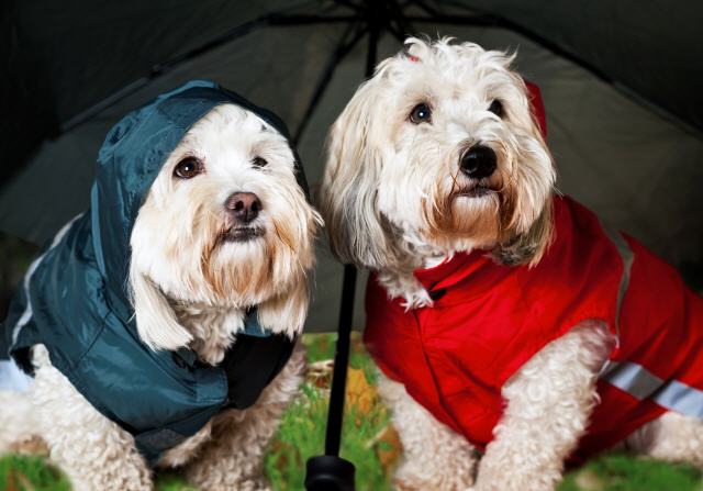 Ropa para perros en caso de lluvia