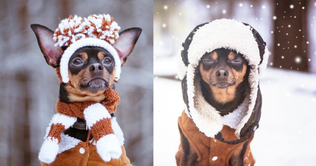 Ropa para perros muy cálida