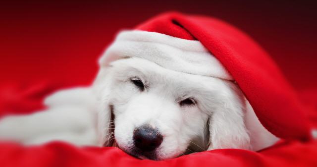 Ropa navideña para perros